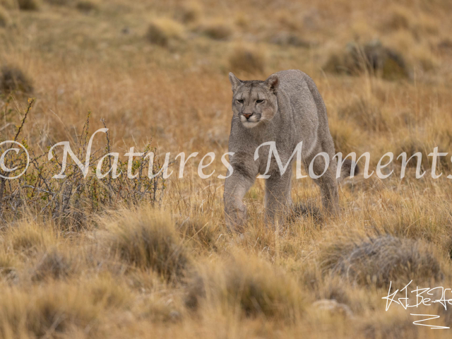 Puma in the Golden Grass, Torres Del Paine