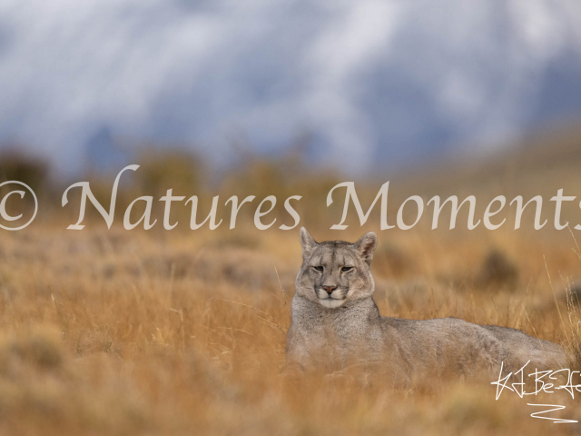 Puma Resting but Alert, Torres Del Paine