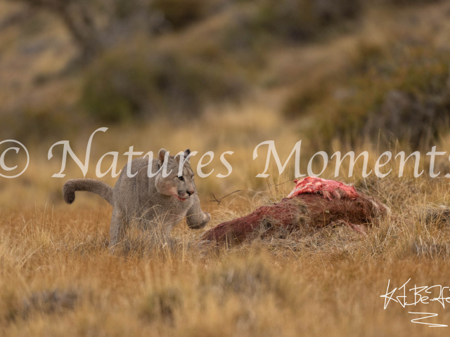 Puma Cover the Kill, Torres Del Paine