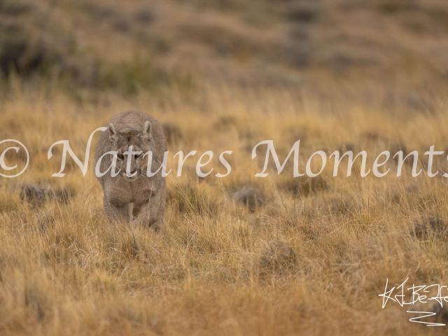 Puma Walk, Torres Del Paine