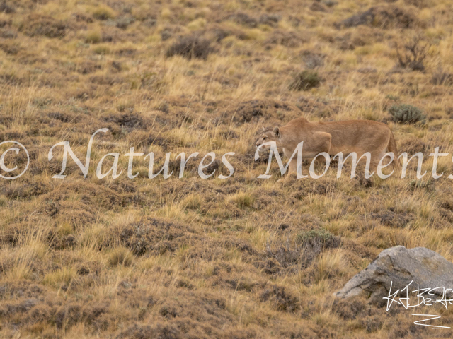 Puma Stealth, Torres Del Paine