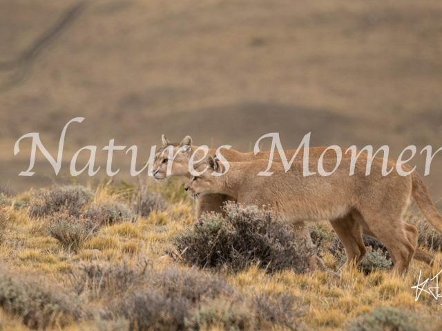 Puma Duo On the Hunt, Torres Del Paine