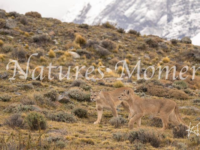 Puma The Hunt is On, Torres Del Paine