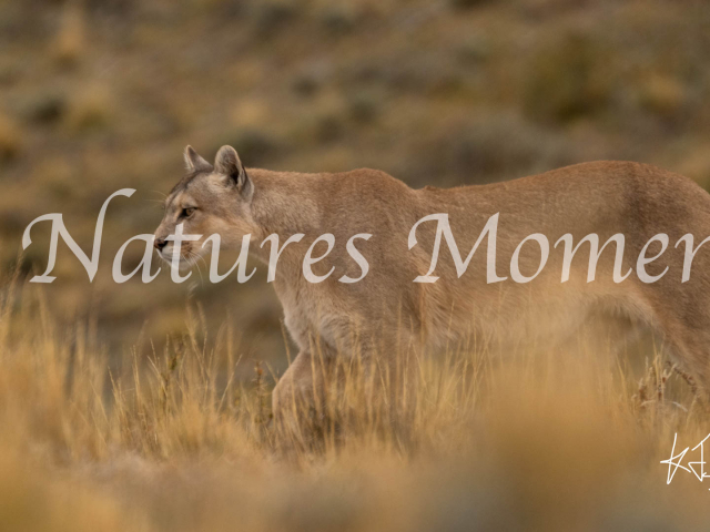 Puma Focused Walk, Torres Del Paine