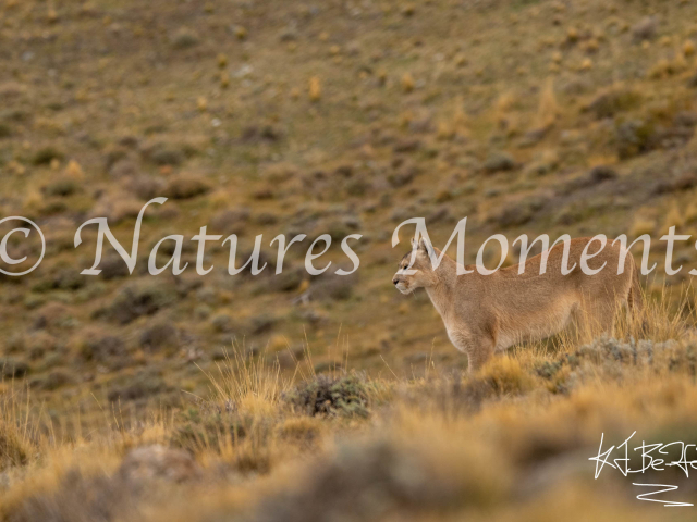 Puma Look into the Distance, Torres Del Paine