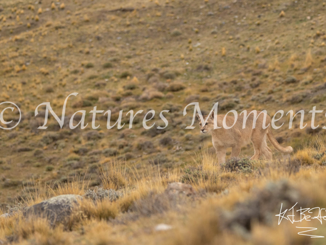 Puma Down the Hill, Torres Del Paine