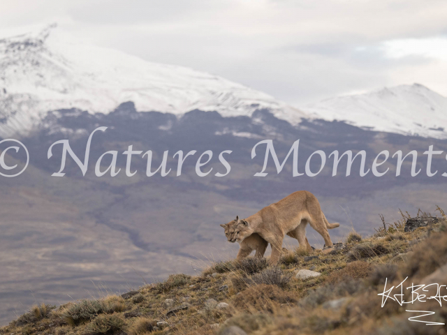 Puma Duo with Snowy Mountain, Torres Del Paine
