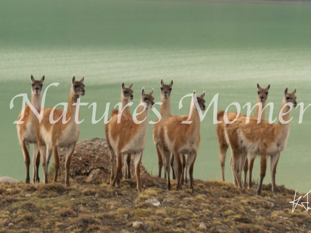 Guanaco on Rock, Torres Del Paine