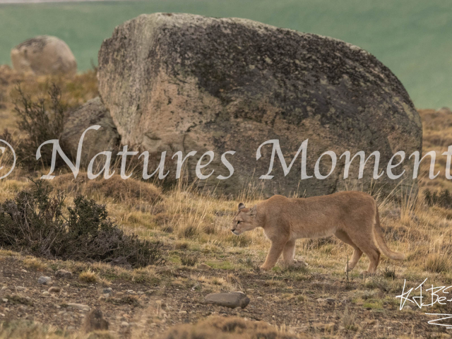 Puma Pause at the Rock, Torres Del Paine