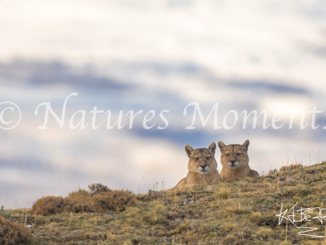 Puma Duo Twins, Torres Del Paine