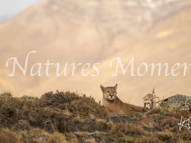 Puma Resting in Golden Light, Torres Del Paine