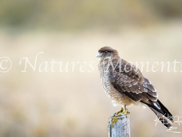 Chimango Caracara, Natales